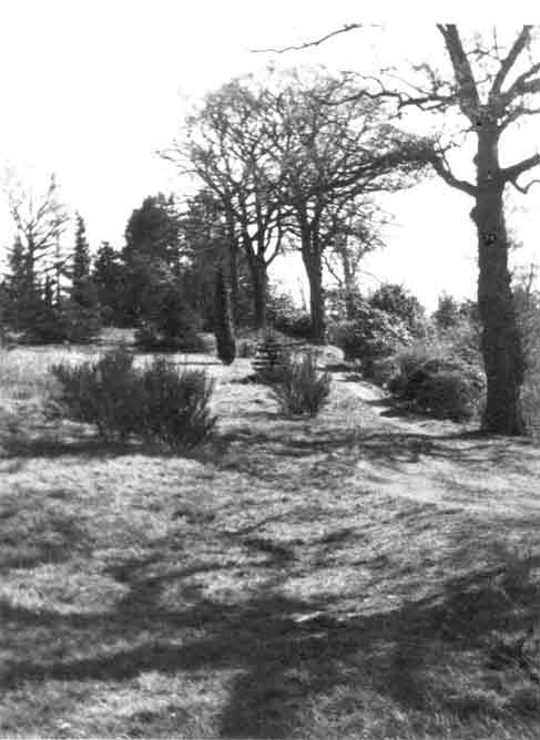 Looking up the hill from somewhere near the house